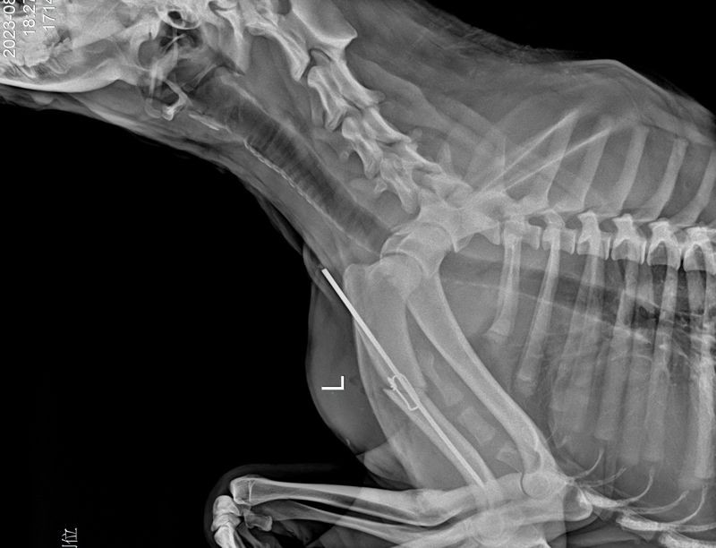 乳牛小狗手術後的X光片影像。（新北動保處提供）