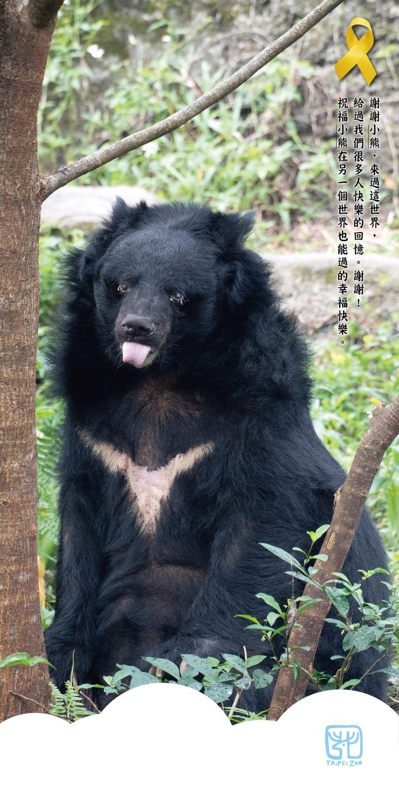 台北市立動物園裡的34歲高齡「小熊」於昨（27日）傍晚辭世。（台北市立動物園提供）