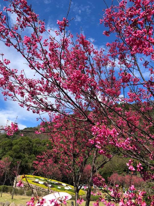 ▲陽明山花季盛開的山櫻花。　圖：臺北市政府工務局公園處／提供