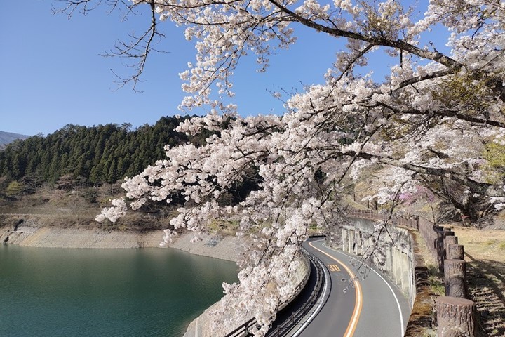 ▲奧多摩湖邊的櫻花盛開，可在步道上盡情觀賞，也適合駕車遊覽。　圖：奧多摩觀光協會／提供