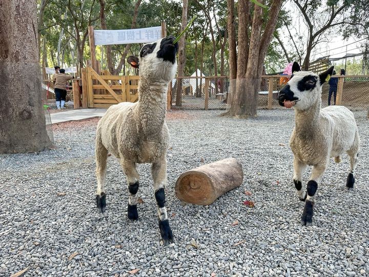 ▲「咩咩上樹萌寵樂園」有瓦萊黑鼻羊。　圖：嘉義縣文化觀光局／提供