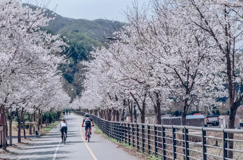 ▲首爾近郊的「伊甸園櫻花路」，在春風拂過時能邂逅「櫻吹雪」之美。（圖／Klook提供）