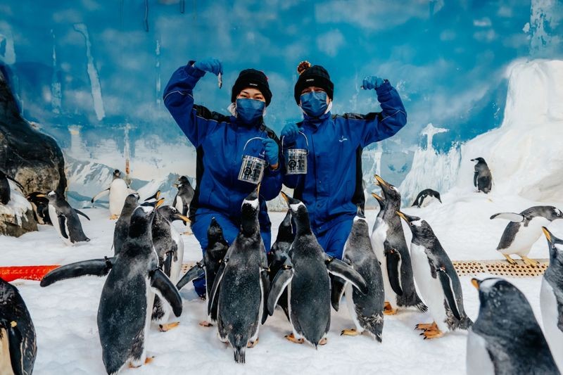 「我與企鵝的0.1毫米」是季節限定的活動，可體驗近距離餵食企鵝的飼養員生活。（國立海洋生物博物館提供）