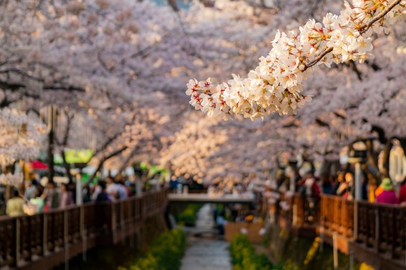 釜山的櫻花美景不輸日本，且擁有獨特的飲食文化。（燦星旅遊提供）