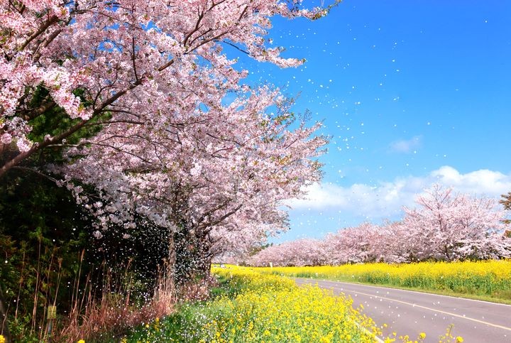 ▲濟州島鹿山路是櫻花、油菜花同時盛開的美麗道路。　圖：shutterstock／來源