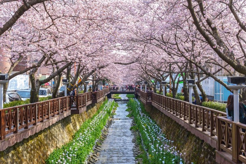余佐川櫻花道有「韓國百大最美道路」之稱，橋梁兩端櫻花盛開美不勝收。（燦星旅遊提供）