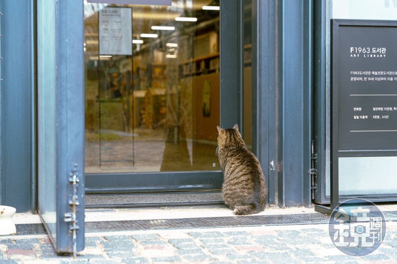 偶遇一隻小貓在藝術圖書館門口不肯離開，眼神緊盯室內，而且一等就是10來分鐘。