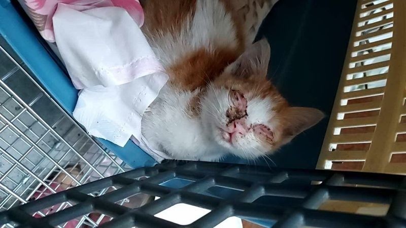 小橘白貓剛到救援中心雙眼眼瞼嚴重沾黏。（新北動保處提供）