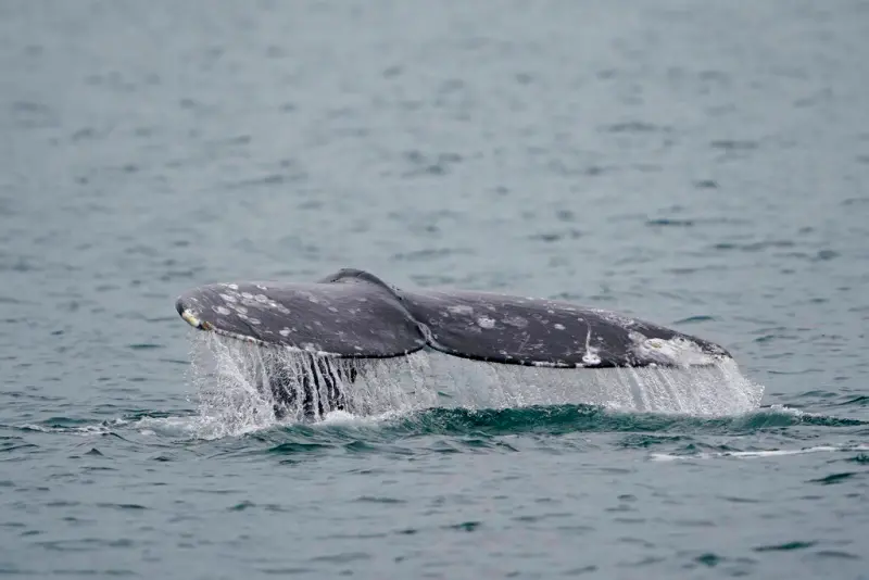 ▲灰鯨的特徵和其他鯨魚物種有明顯差異，因此很容易區分。（圖／美聯社／達志影像）